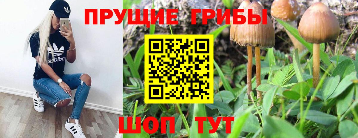 Псилоцибиновые грибы Красноярск